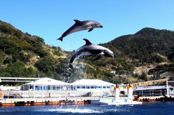 海珍珠体验乐园 津久见海豚岛