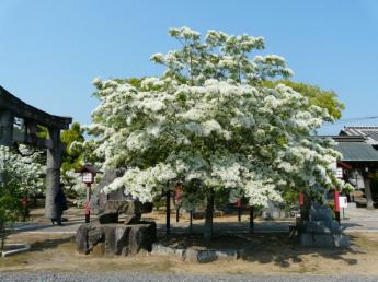 冈湊神社的流苏树